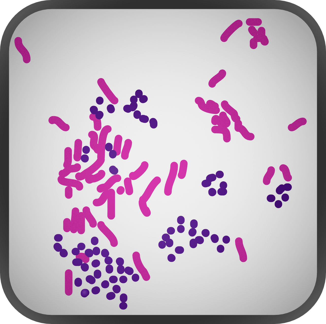 Bacteria Reference