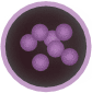 Bacteria Icon