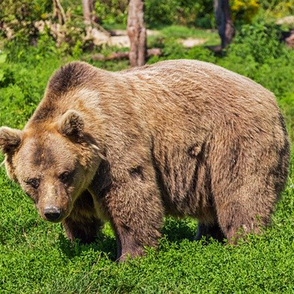 bear
