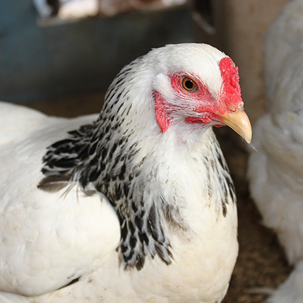 chicken
