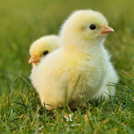 chicken