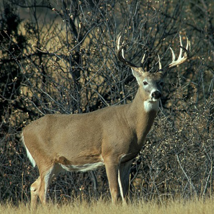deer