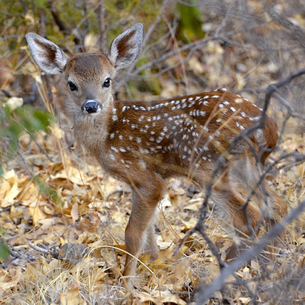 deer