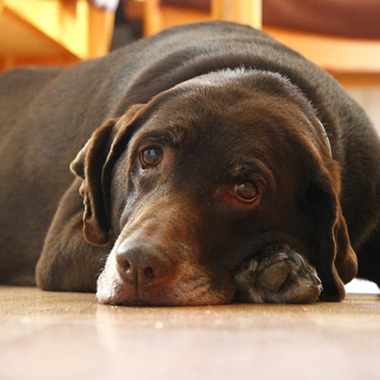 dog