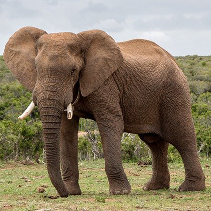 elephant