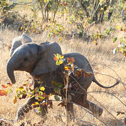 elephant