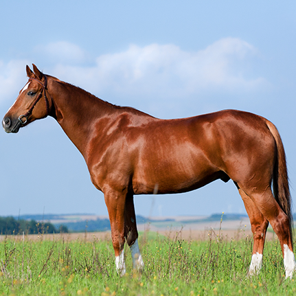 horse