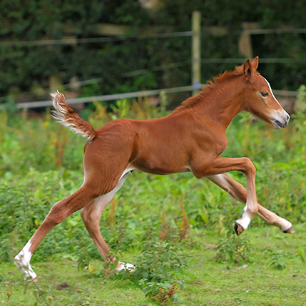 horse