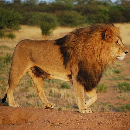 lion