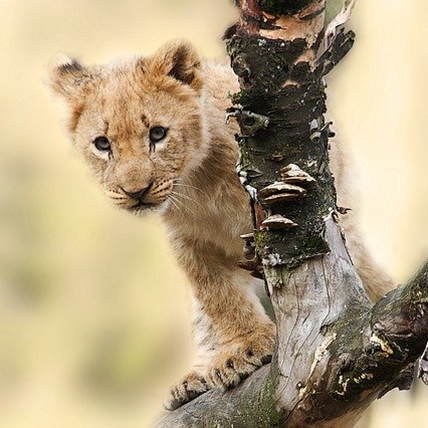 lion