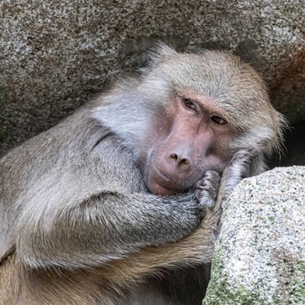 monkey