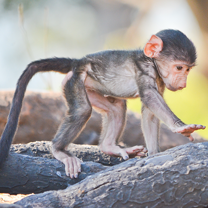 monkey