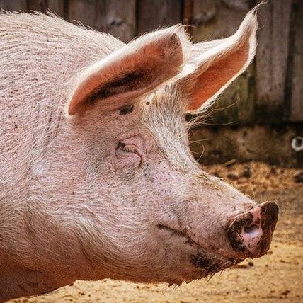pig