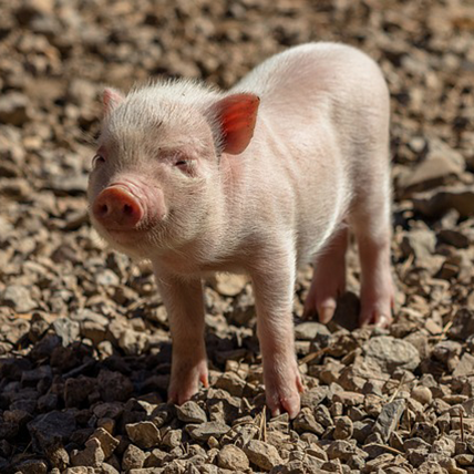 pig