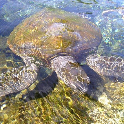 turtle